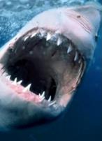 纪录片:海洋捕食者